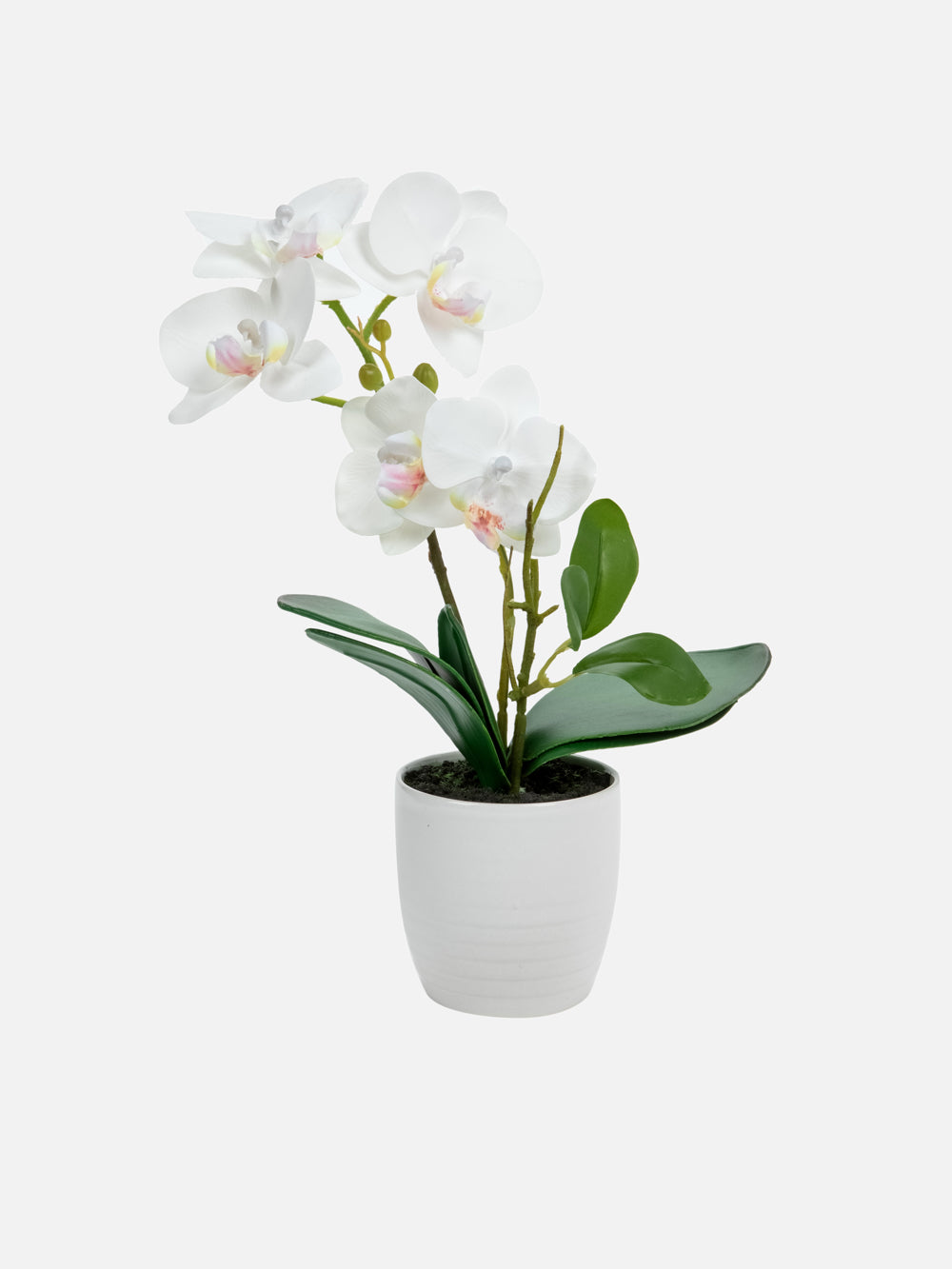 עציץ סחלב Orchid